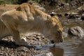 Wild animal in africa, serengeti national park