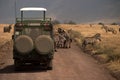 Wild animal in africa, serengeti national park