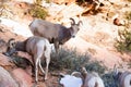 Wild Animal Alpine Mountain Goat Band Searching Food High Forest Royalty Free Stock Photo