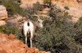 Wild Animal Alpine Mountain Goats Searching for Food High Forest Royalty Free Stock Photo