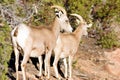 Wild Animal Alpine Mountain Goats Searching for Food High Forest Royalty Free Stock Photo