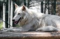 Wild animal arctic white wolf Royalty Free Stock Photo
