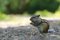 Asian Chipmunk Tamias sibiricus sits on a summer day.