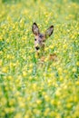 Wild animal beauty, roe deer