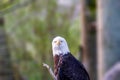 Wild animal, bird brown eagle with white head and yellow beak