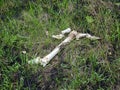 Wild animal bones in grass in spring Royalty Free Stock Photo