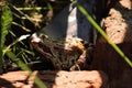 Wild animal brown frog in the garden between green grass Royalty Free Stock Photo