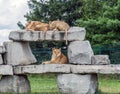 Wild Animal Brown Lion Sitting on a Rock in Hamilton Safari, Ontario, Canada Royalty Free Stock Photo