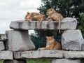 Wild Animal Brown Lion Sitting on a Rock in Hamilton Safari, Ontario, Canada Royalty Free Stock Photo