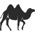 Wild animal camel. Camel with two humps.