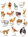 wild animal chart