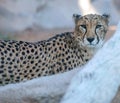 Wild Animal Cheetah or Tiger in Al Ain Zoo