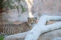 Wild Animal Cheetah or Tiger in Al Ain Zoo