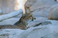 Wild Animal Cheetah or Tiger in Al Ain Zoo