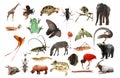 wild animal collection