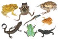 Wild animal collection amphibian