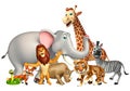 wild animal collection Royalty Free Stock Photo