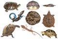 Wild animal collection reptile