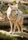 Wild Animal Coyote Stands On Stump Looking For Prey