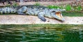 Wild Animal Crockodile Alligator in Zoo Royalty Free Stock Photo