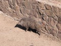 A wild boar rests in the sun on the edge of a stone wall - Outdoor wildlife