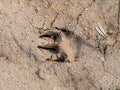 Wild animal footprint on the dry soil Royalty Free Stock Photo