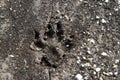 Wild animal footprint on clay soil after rain. Royalty Free Stock Photo