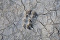 Wild animal footprint on cracked and dried mud soil Royalty Free Stock Photo