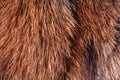 Wild animal fur background Royalty Free Stock Photo