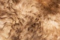 Wild animal fur close up shot. Fur and wool texture background, macro. Natural material, animal wool Royalty Free Stock Photo