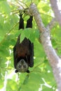 Wild animal Large flying fox or Malaysian flying fox ,A Big bat under bushes