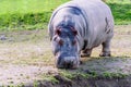 Wild animal, large, gray behemoth, eating green grass, the back