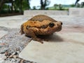 Toad and bullfrog Rana catesbeiana wild and animal Life and style at Thailand`s Top Tourist Attractions Royalty Free Stock Photo