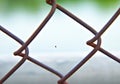 A newborn spider weaves a web on a rusty iron net Royalty Free Stock Photo