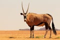 Wild animal. Lonely Oryx walks through the Namib desert Royalty Free Stock Photo