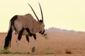 Wild animal. Lonely Oryx walks through the Namib desert Royalty Free Stock Photo