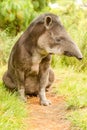 Wild Animal Male Tapir Tapirus Pinchaque Royalty Free Stock Photo