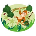 Wild animal Monkey in jungle forest background Royalty Free Stock Photo