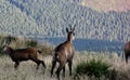 Wild animal on mountain