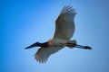 Big Jabiru stork in flight. Royalty Free Stock Photo