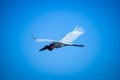 Big Jabiru stork in flight. Royalty Free Stock Photo