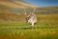 Wild animal from Norway. Reindeer, Rangifer tarandus, with massive antlers in the green grass and blue sky, Svalbard, Norway. Royalty Free Stock Photo