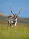 Wild animal from Norway. Reindeer, Rangifer tarandus, with massive antlers in the green grass, blue sky, Svalbard, Norway. Royalty Free Stock Photo