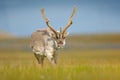 Wild animal from Norway. Reindeer, Rangifer tarandus, with massive antlers in the green grass and blue sky, Svalbard, Norway. Wild Royalty Free Stock Photo