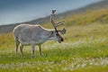 Wild animal from Norway. Reindeer, Rangifer tarandus, with massive antlers in the green grass and blue sky, Svalbard, Norway. Wild Royalty Free Stock Photo