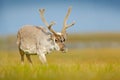 Wild animal from Norway. Reindeer, Rangifer tarandus, with massive antlers in the green grass and blue sky, Svalbard, Norway. Wild Royalty Free Stock Photo
