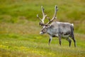 Wild animal from Norway. Reindeer, Rangifer tarandus, with massive antlers in the green grass and blue sky, Svalbard, Norway. Royalty Free Stock Photo