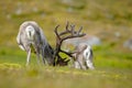 Wild animal from Norway. Reindeer, Rangifer tarandus, with massive antlers in the green grass and blue sky, Svalbard, Norway. Royalty Free Stock Photo