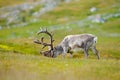 Wild animal from Norway. Reindeer, Rangifer tarandus, with massive antlers in the green grass and blue sky, Svalbard, Norway. Royalty Free Stock Photo