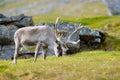 Wild animal from Norway. Reindeer, Rangifer tarandus, with massive antlers in the green grass and blue sky, Svalbard, Norway. Royalty Free Stock Photo